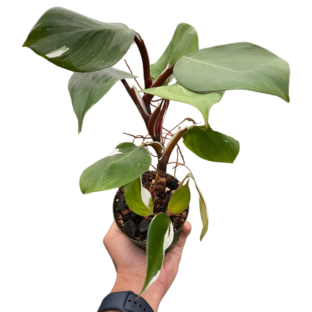 Philodendron 'White Knight' House Plant Dropship Botani Haven