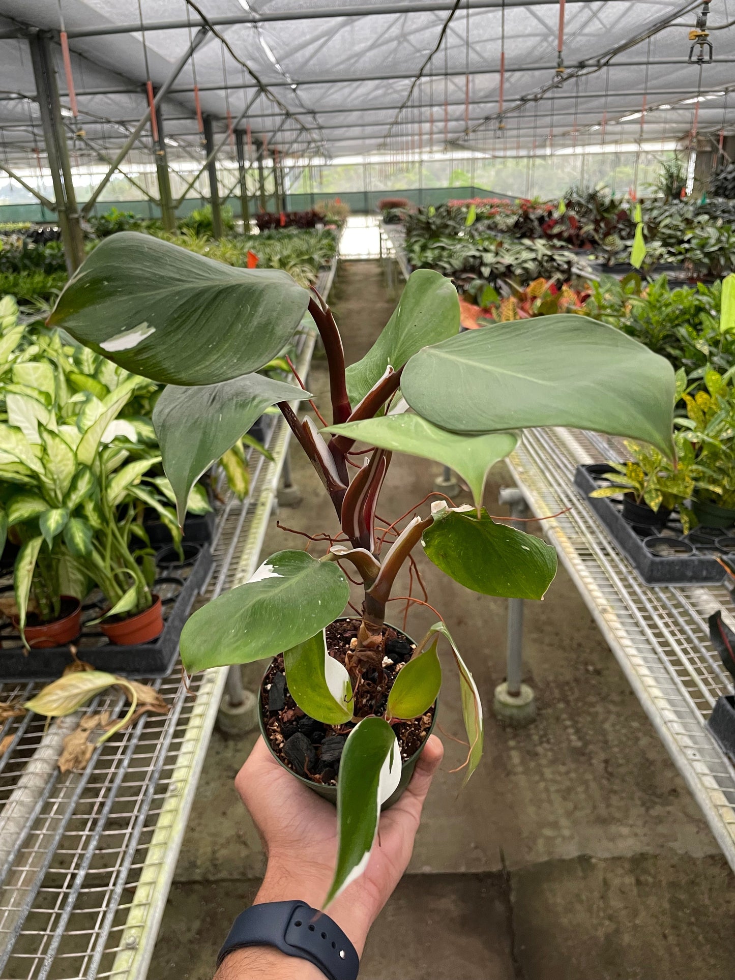 Philodendron 'White Knight' House Plant Dropship Botani Haven