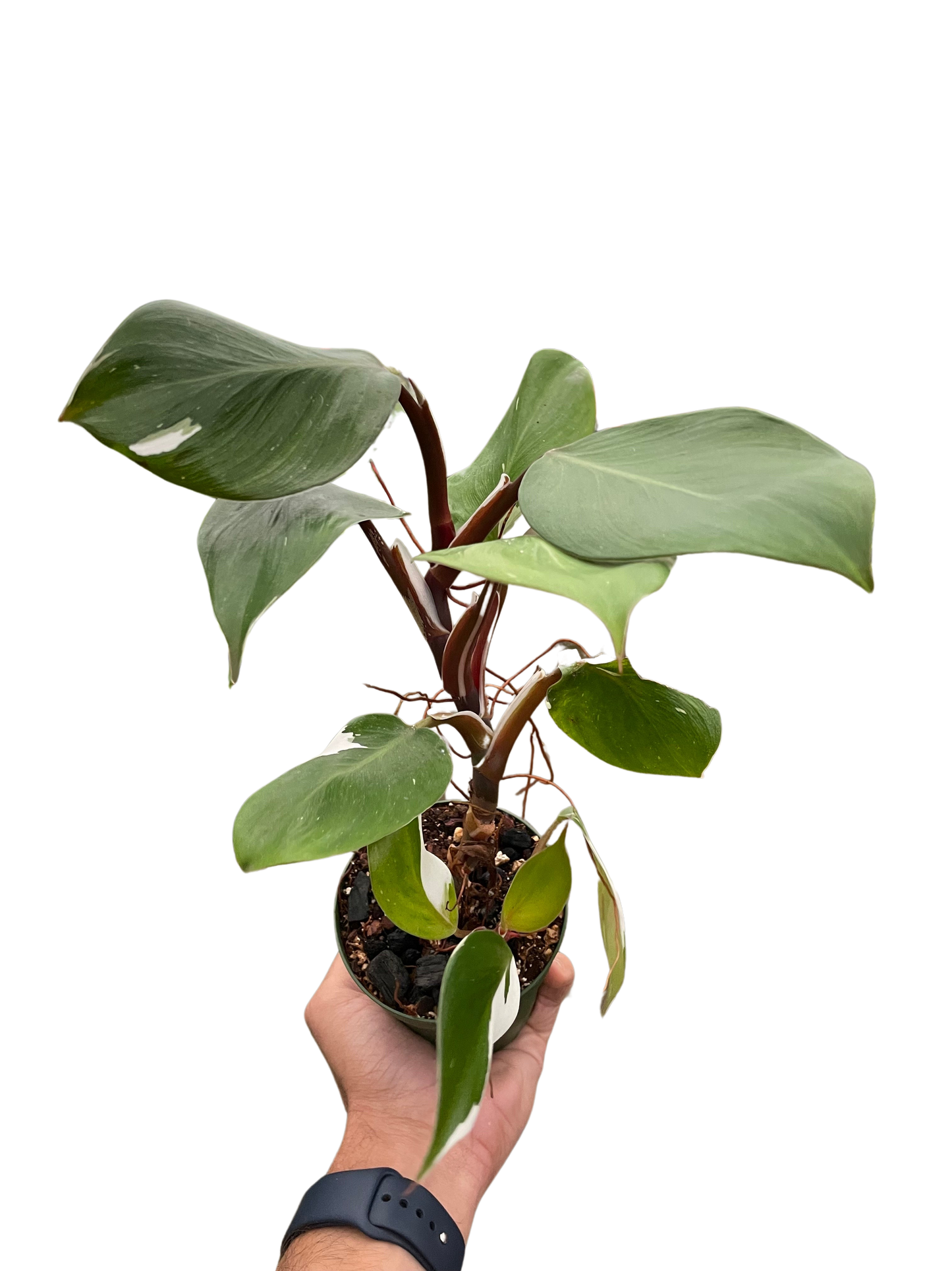 Philodendron 'White Knight' House Plant Dropship Botani Haven