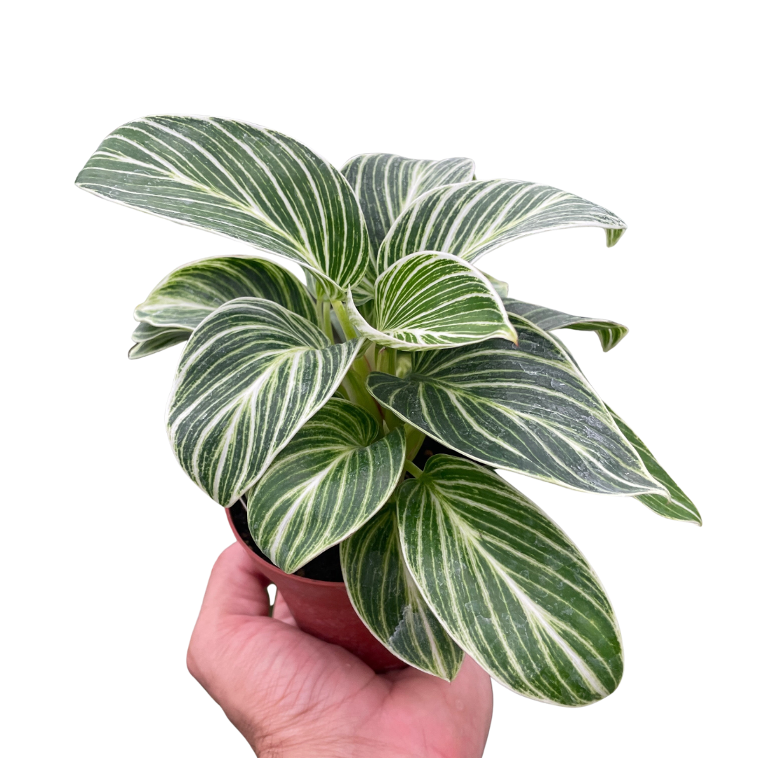 Philodendron White Measure House Plant Dropship Botani Haven