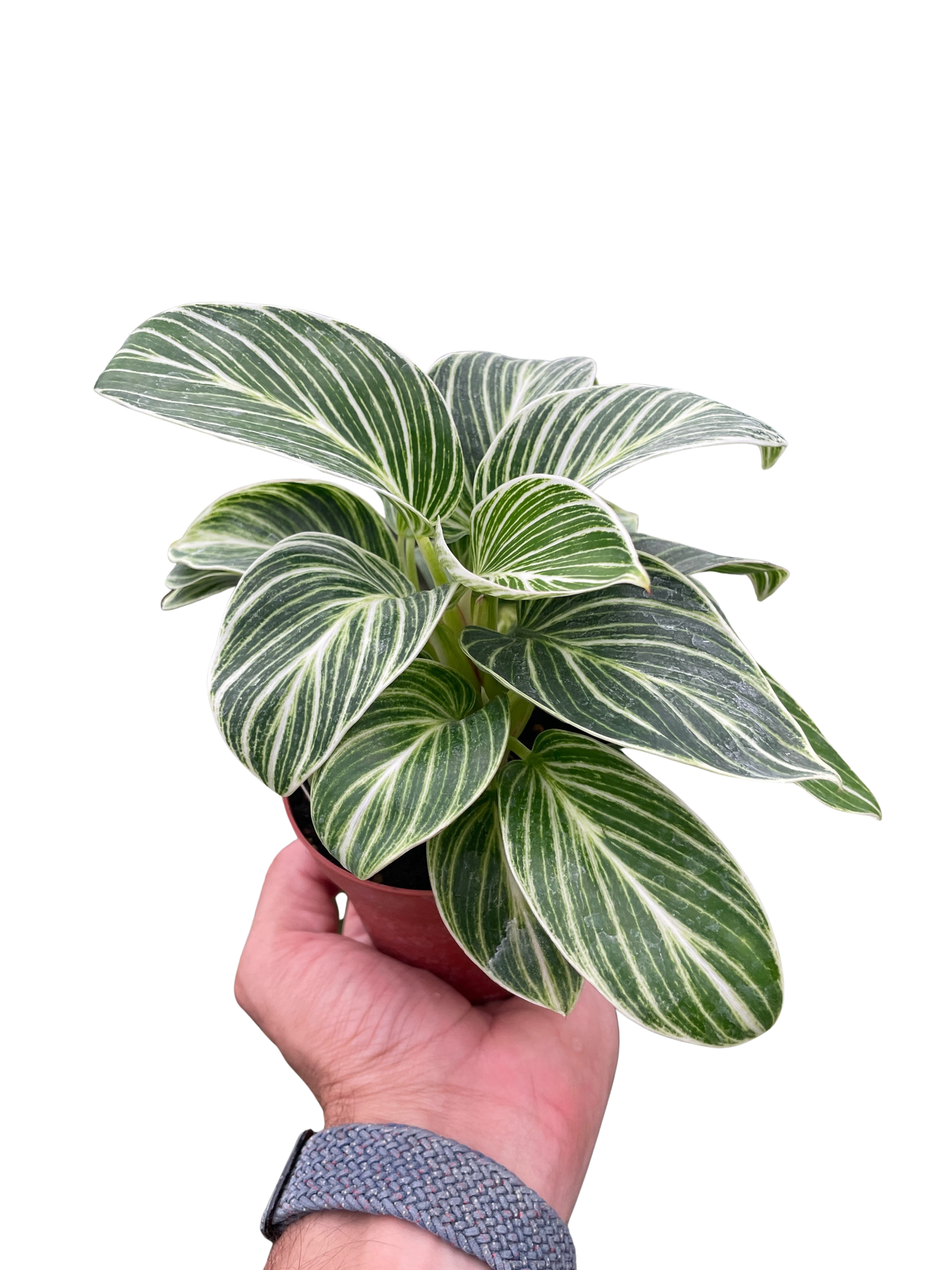 Philodendron White Measure House Plant Dropship Botani Haven
