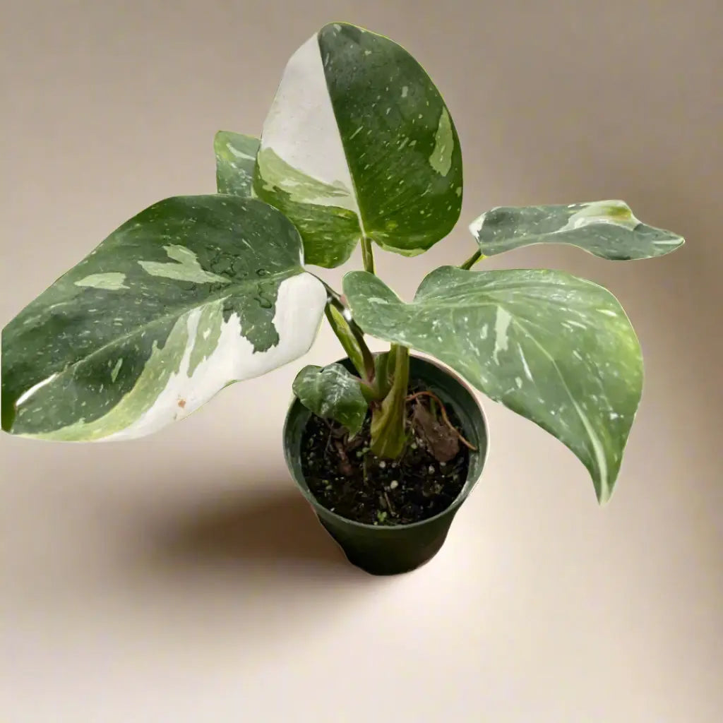 Philodendron 'White Princess' House Plant Dropship Botani Haven