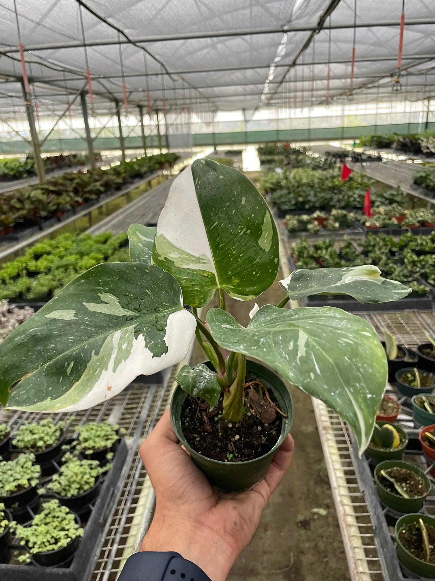 Philodendron 'White Princess' House Plant Dropship Botani Haven