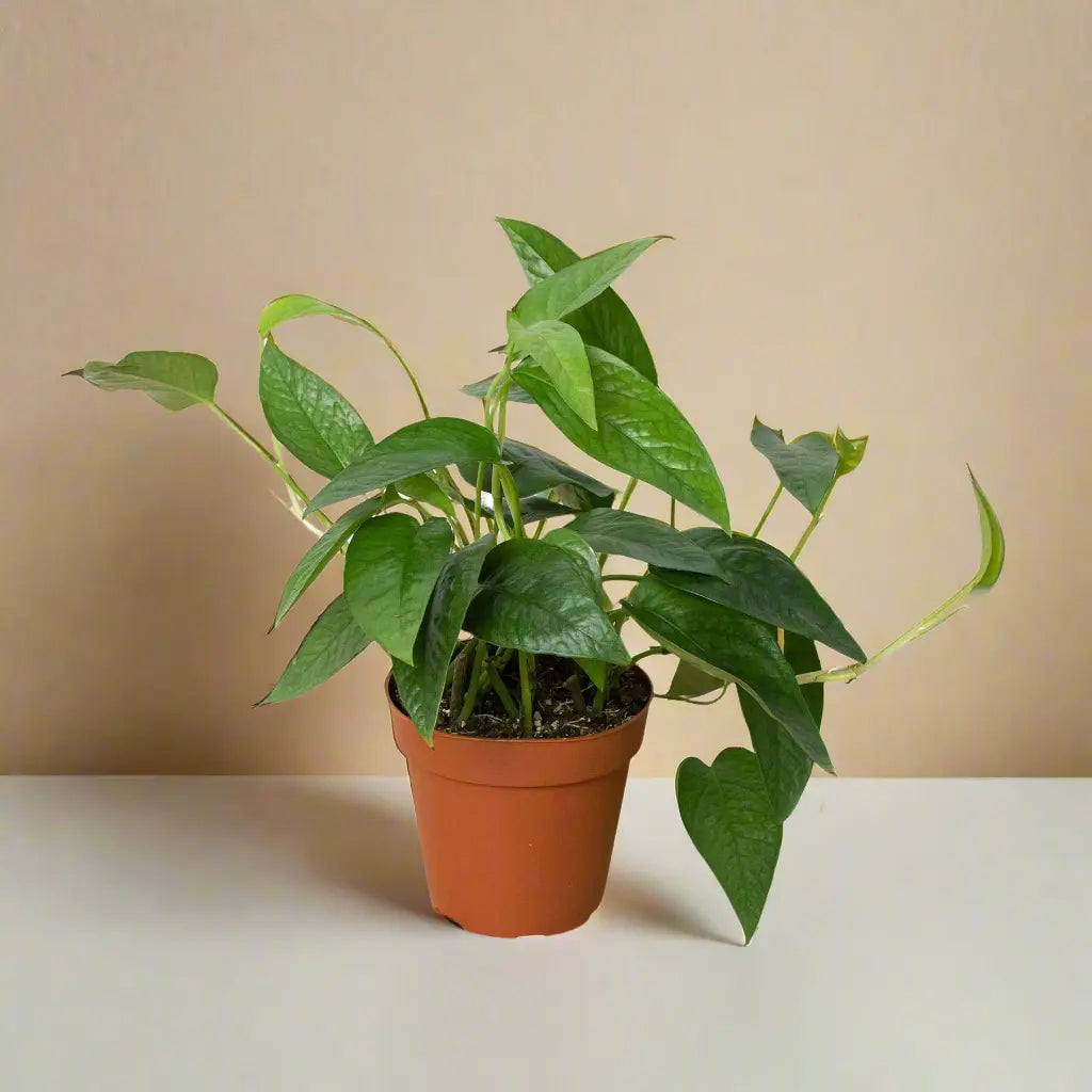 Pothos 'Cebu Blue' House Plant Dropship Botani Haven
