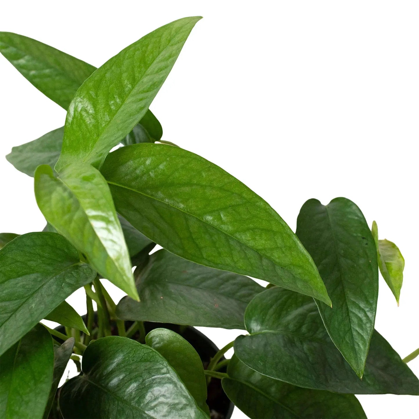 Pothos 'Cebu Blue' House Plant Dropship Botani Haven