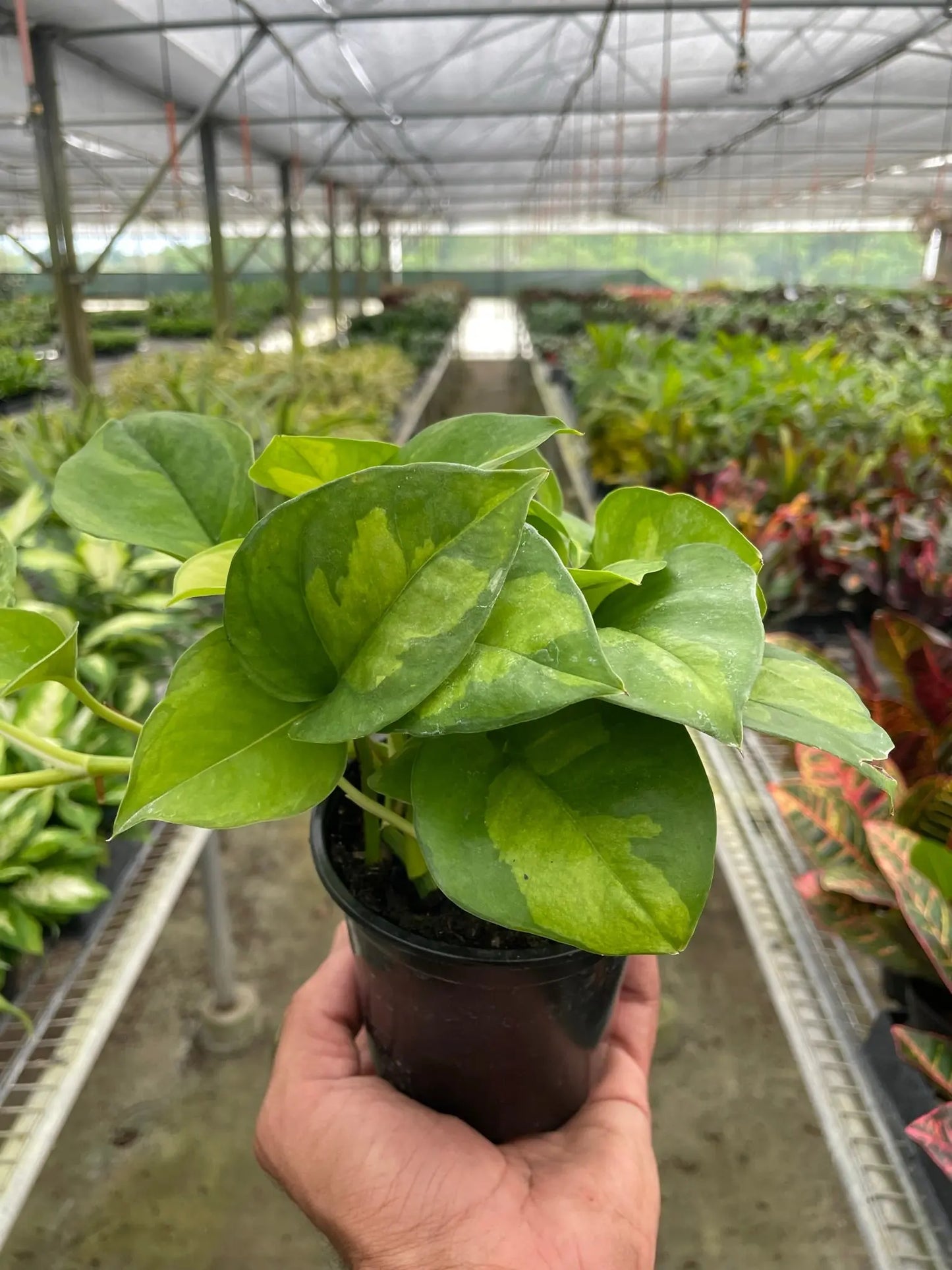 Pothos 'Global Green' House Plant Dropship Botani Haven
