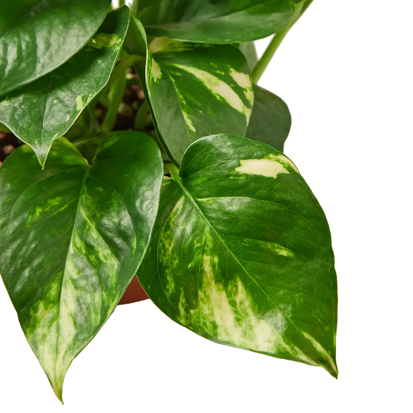 Pothos 'Golden' House Plant Dropship Botani Haven