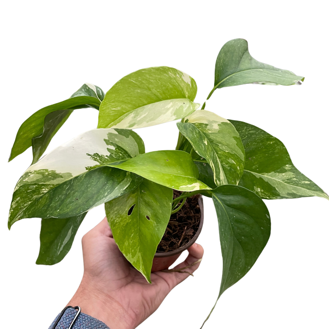 Pothos 'Albo Variegata' House Plant Dropship Botani Haven