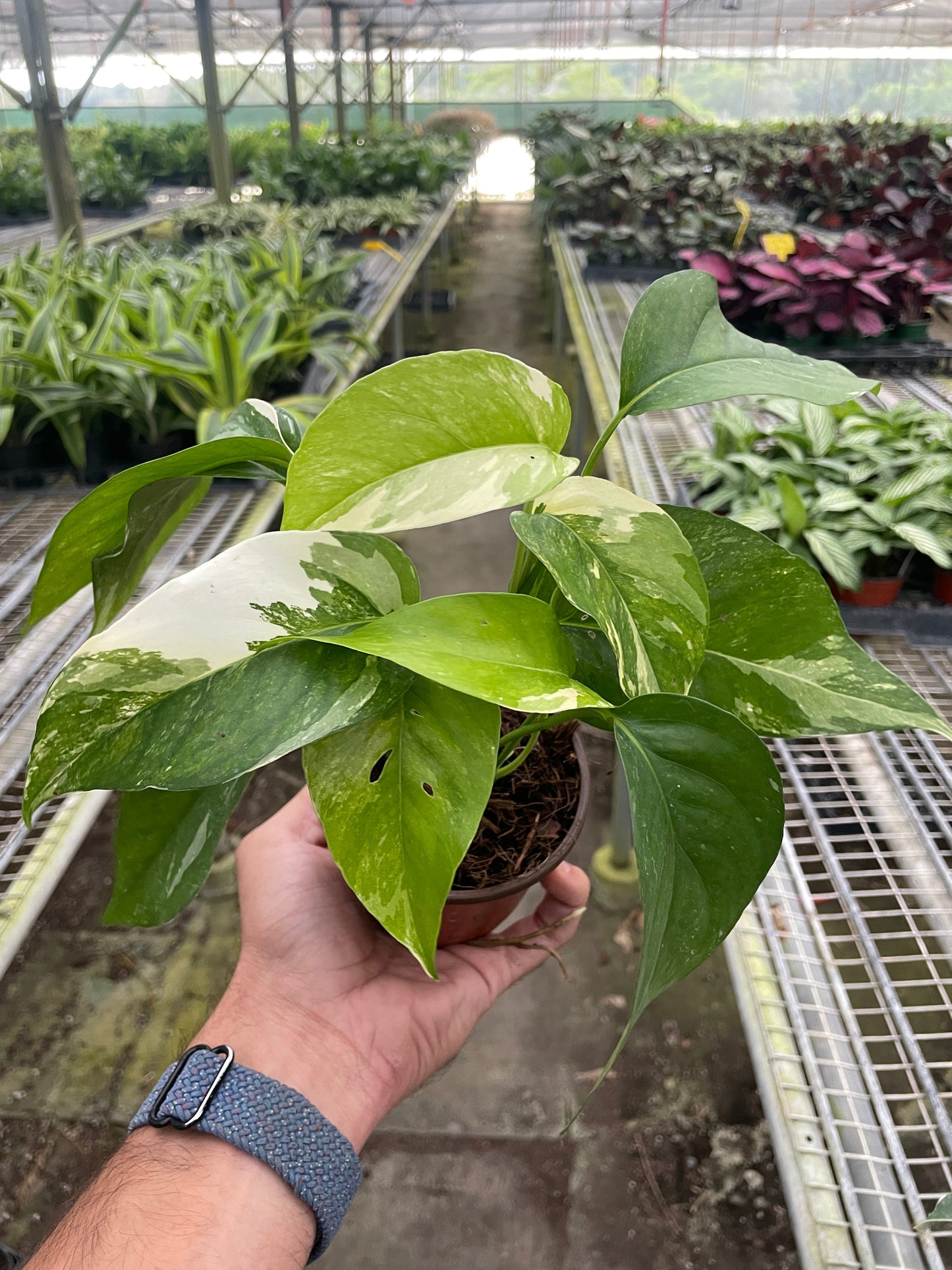 Pothos 'Albo Variegata' House Plant Dropship Botani Haven
