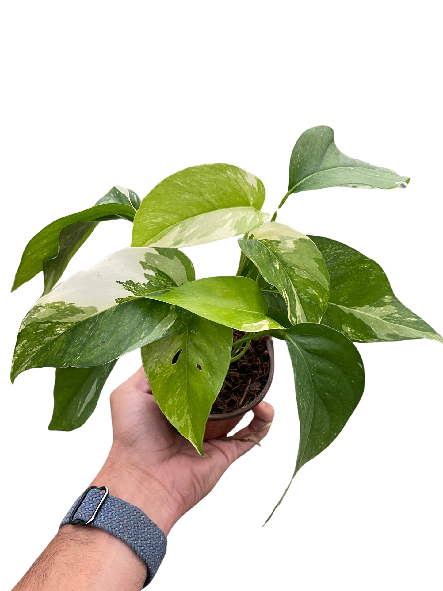 Pothos 'Albo Variegata' House Plant Dropship Botani Haven