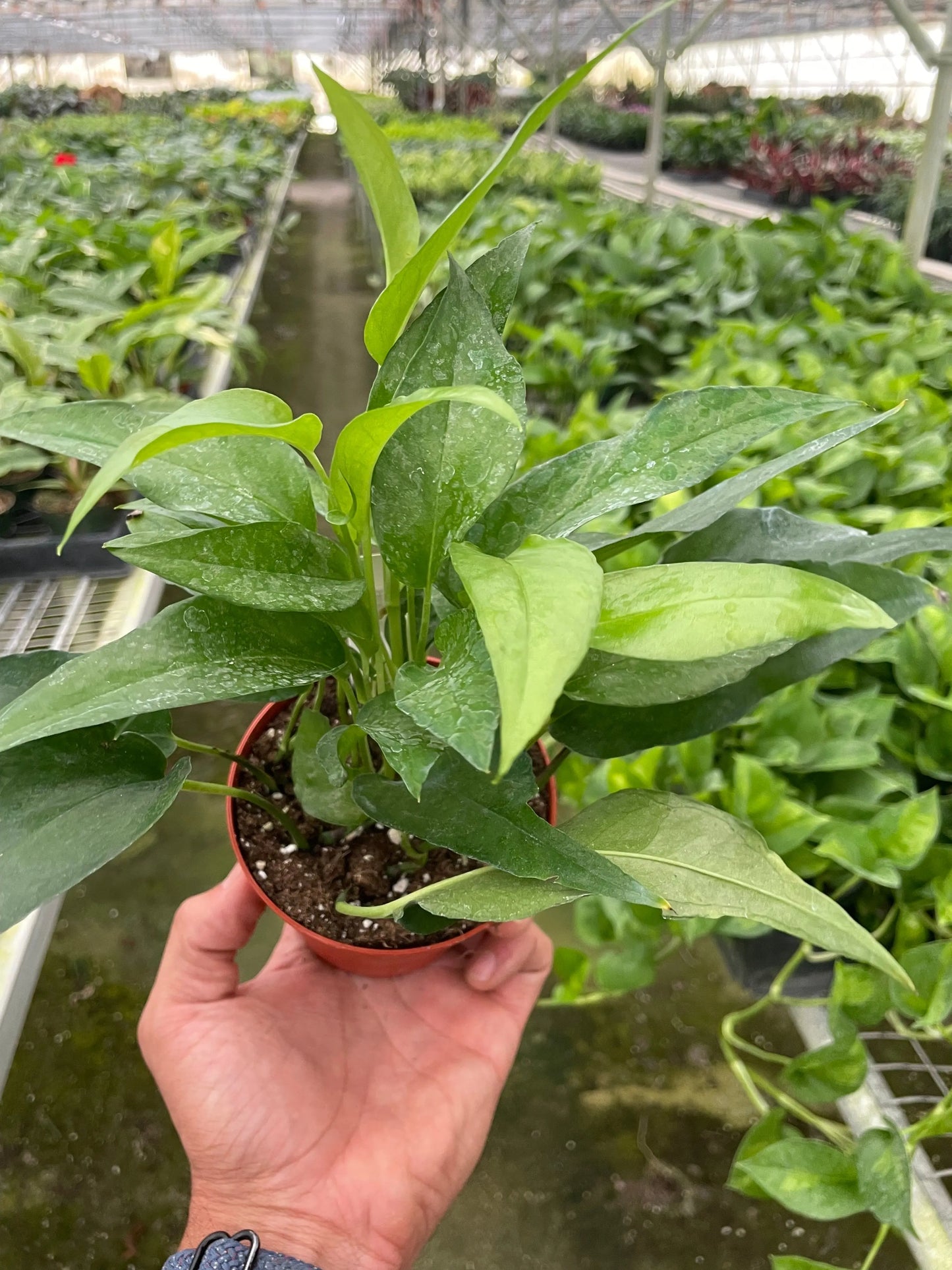 Pothos 'Skeleton Key' House Plant Dropship Botani Haven