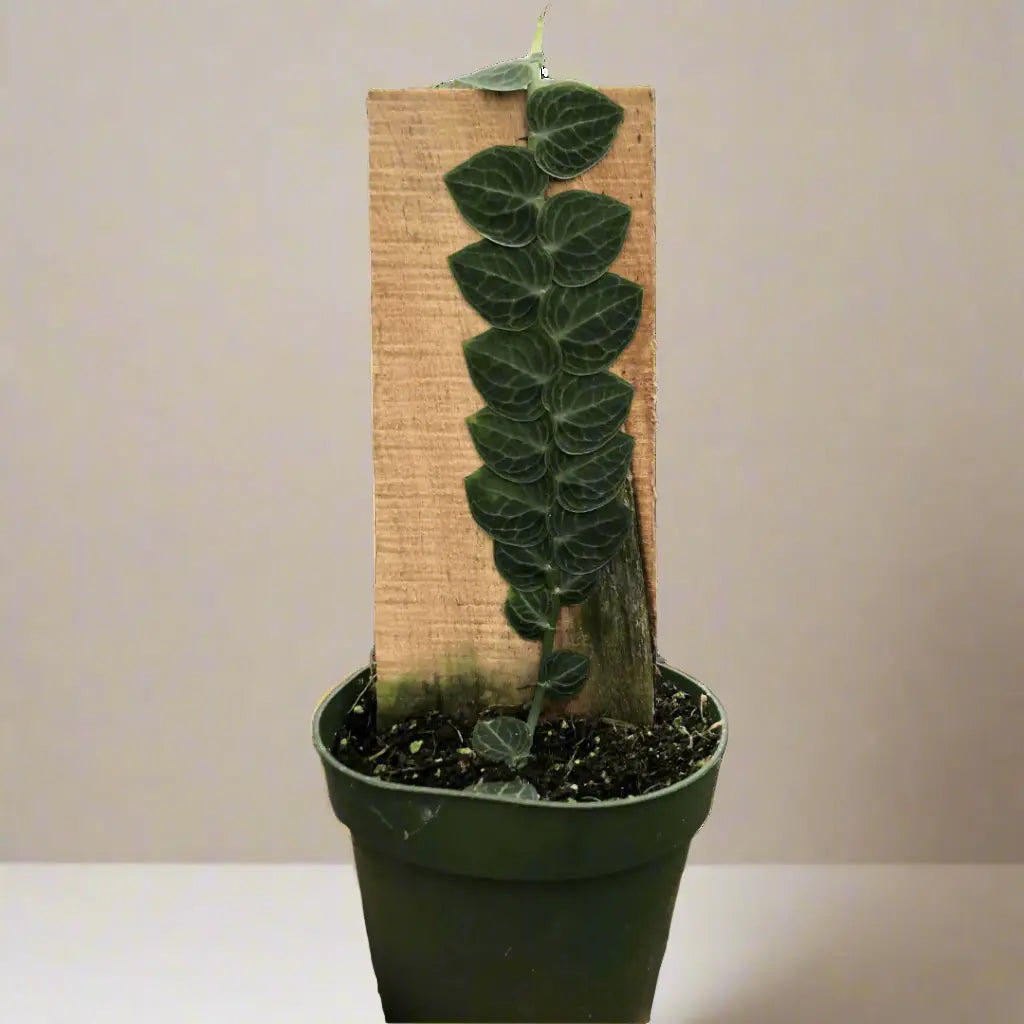 Rhaphidophora 'Cryptantha' (Shingle Plant) House Plant Dropship Botani Haven