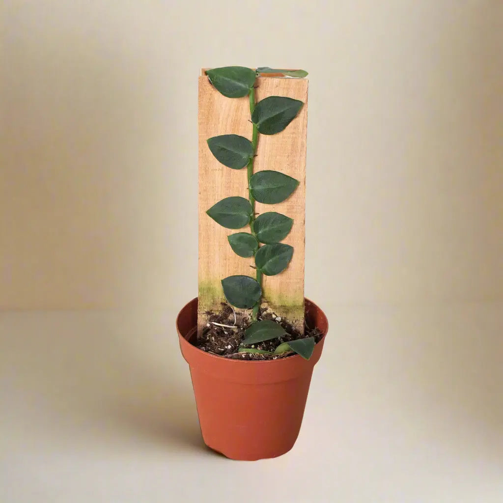 Rhaphidophora 'Hayi' (Shingle Plant) House Plant Dropship Botani Haven