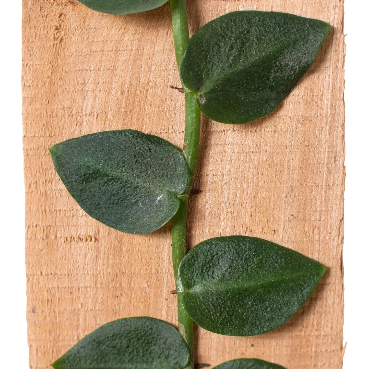 Rhaphidophora 'Hayi' (Shingle Plant) House Plant Dropship Botani Haven