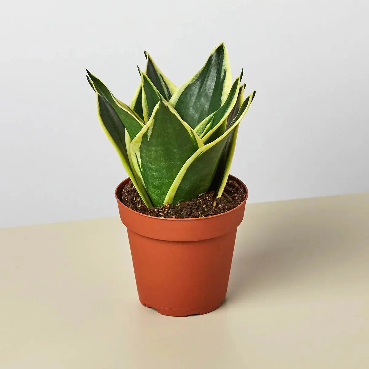 Snake Plant 'Black Gold' House Plant Dropship Botani Haven
