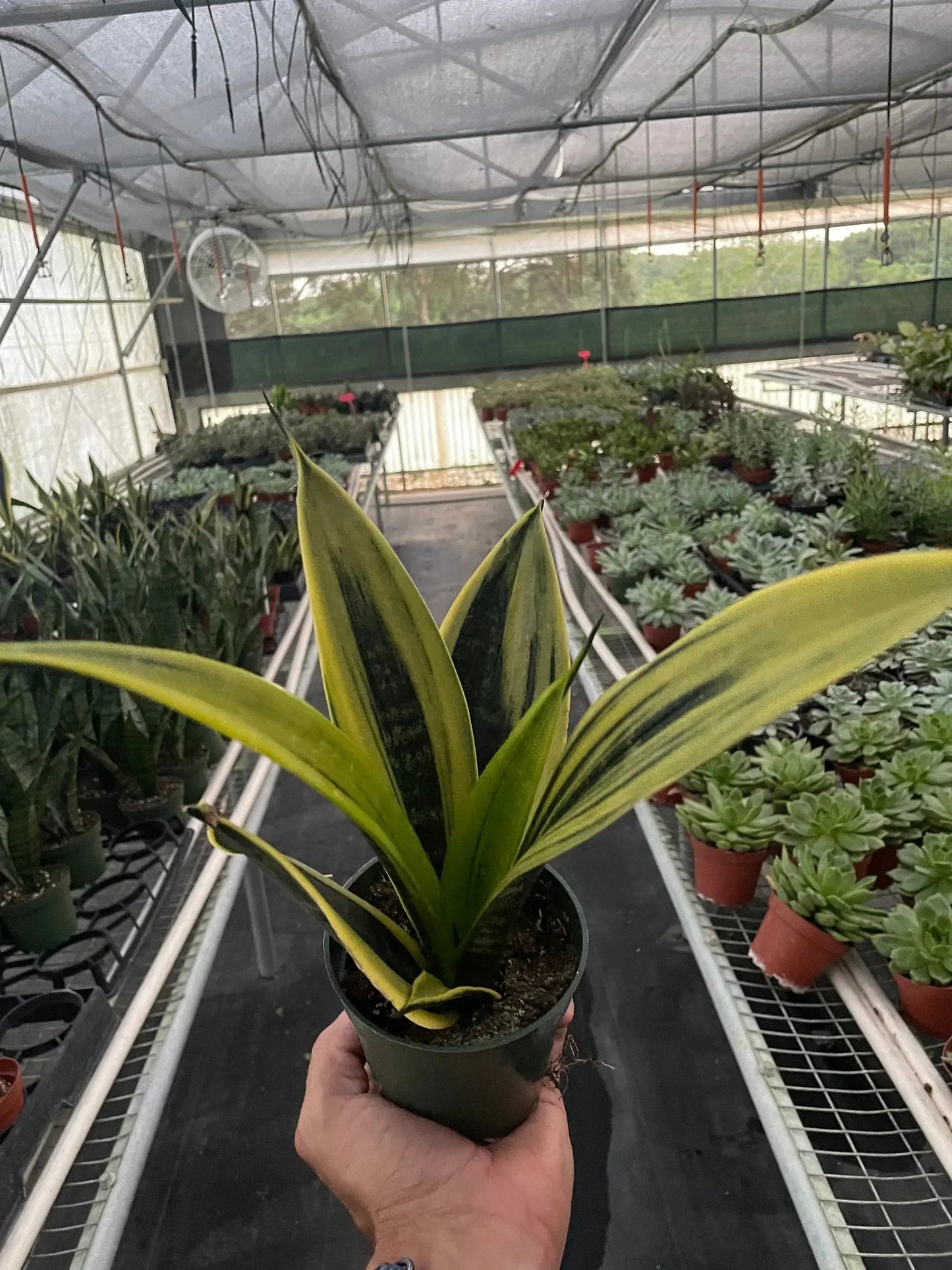 Snake 'Gold Flame' House Plant Dropship Botani Haven