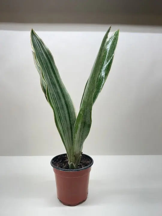 Snake Plant 'Sayuri' House Plant Dropship Botani Haven