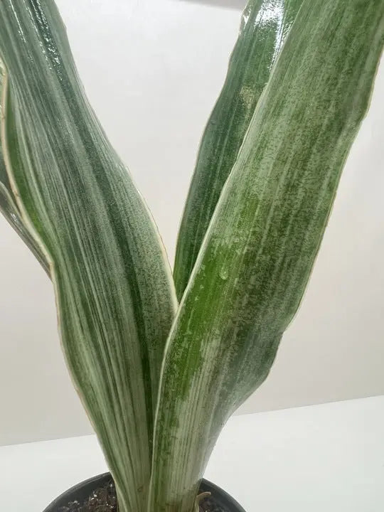 Snake Plant 'Sayuri' House Plant Dropship Botani Haven