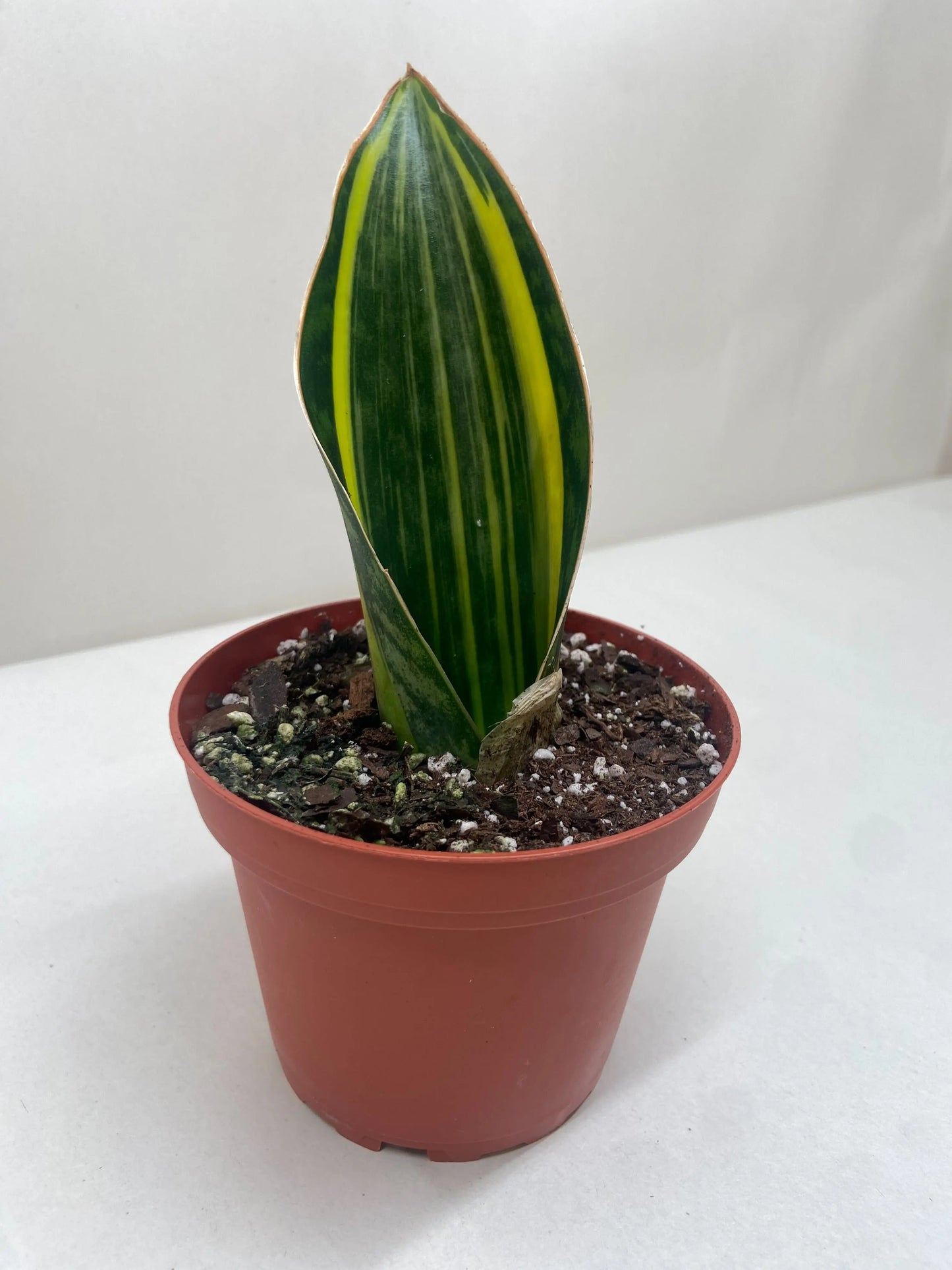 Snake Plant 'Variegated Shark Fin' House Plant Dropship Botani Haven