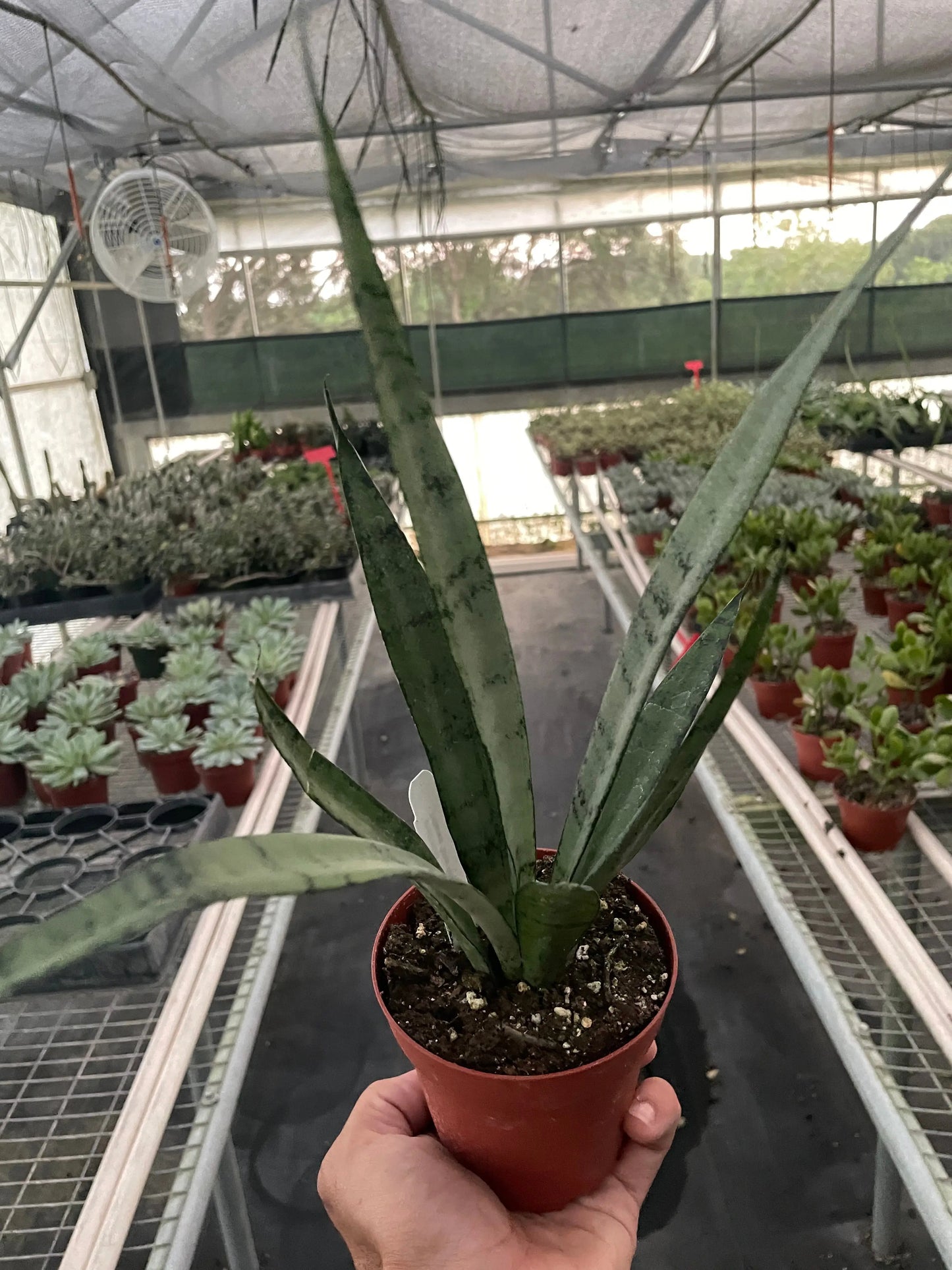 Snake 'Silver Princess' House Plant Dropship Botani Haven