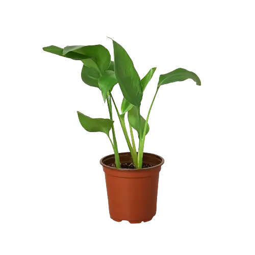 White Bird of Paradise 'Strelitzia Nicolai' House Plant Dropship Botani Haven