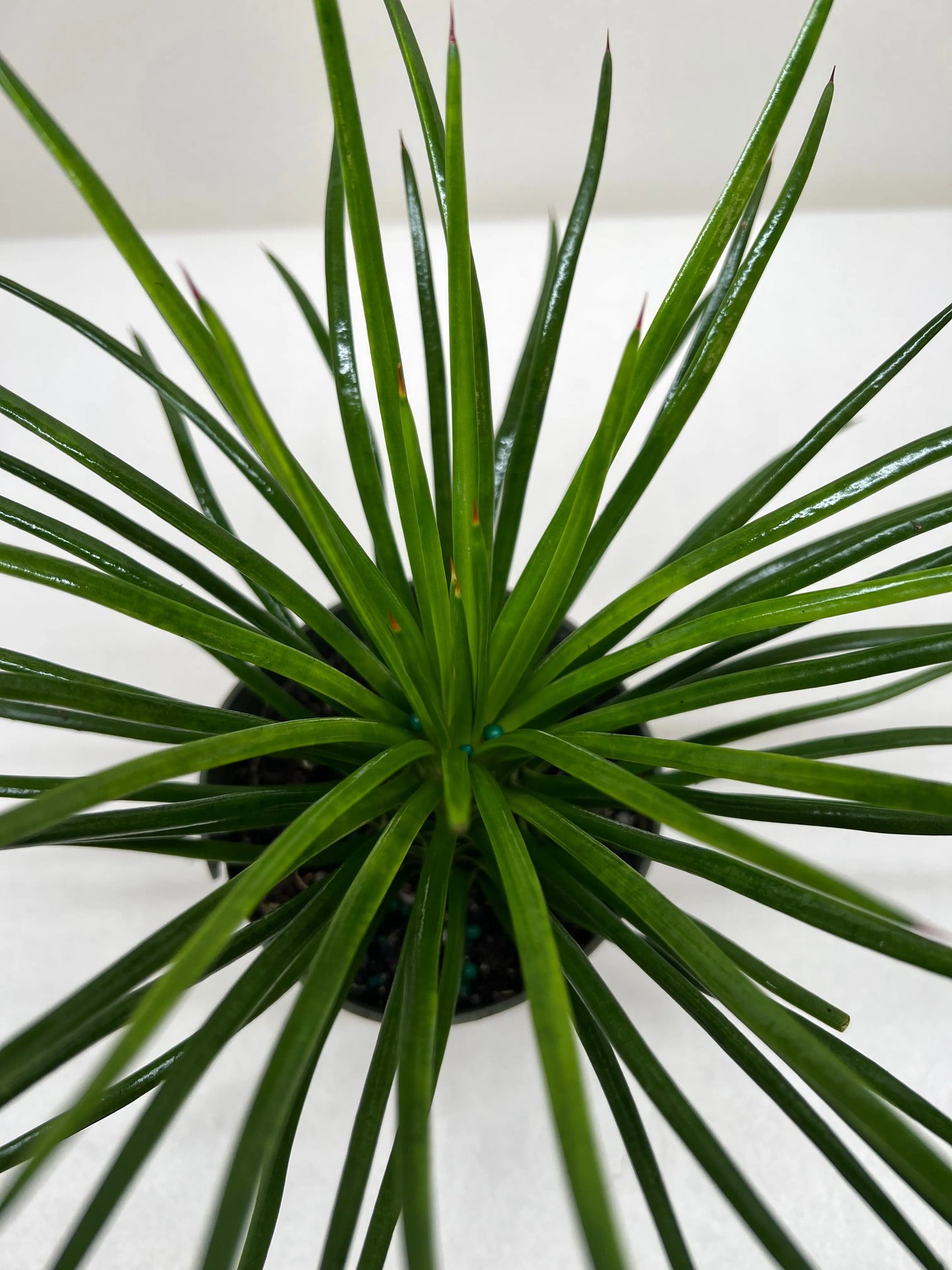 Succulent 'Agave Twin Flower' House Plant Dropship Botani Haven