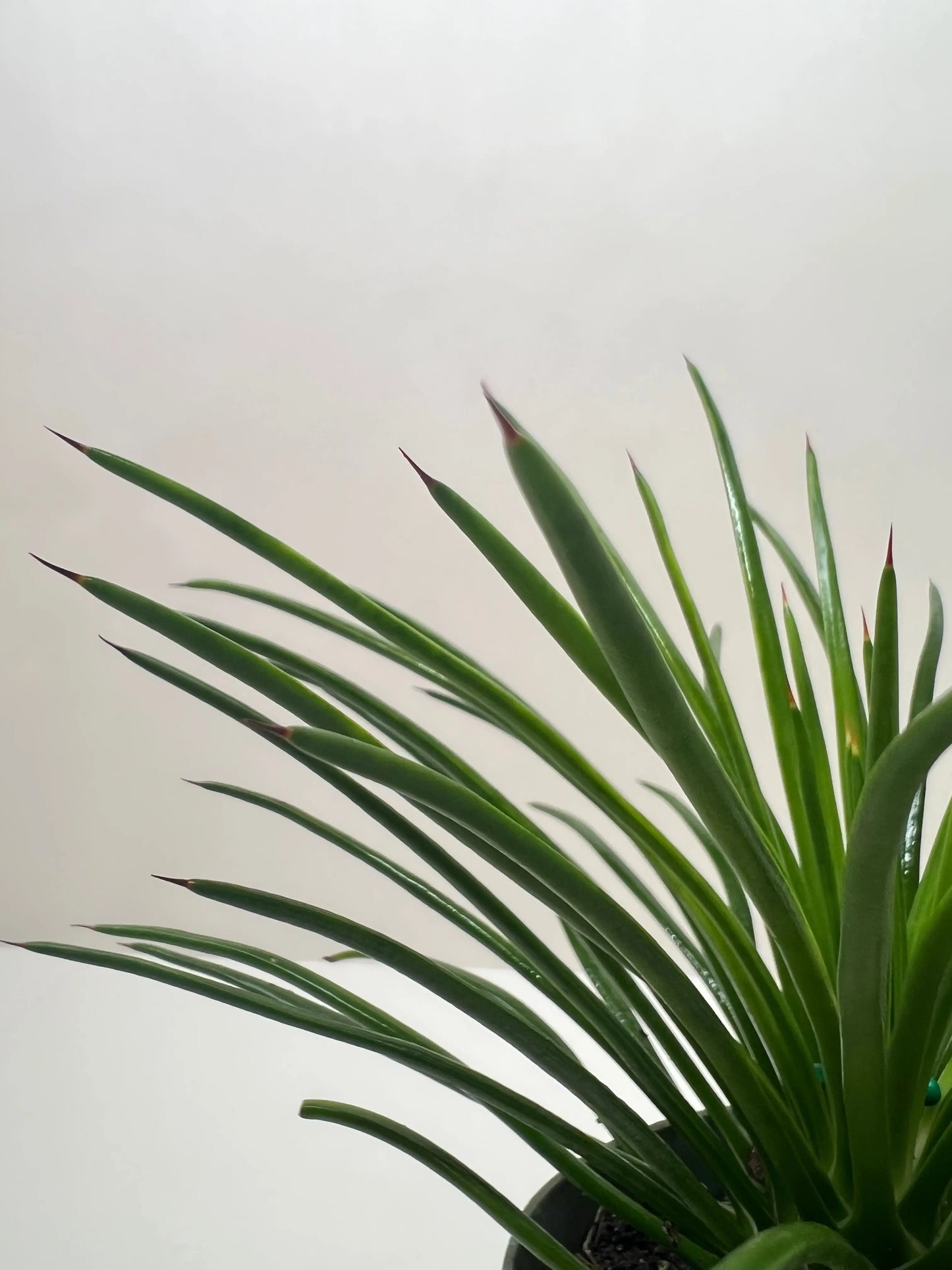 Succulent 'Agave Twin Flower' House Plant Dropship Botani Haven