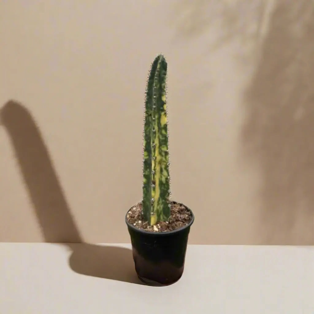 Cactus 'Variegated Blue Candle' House Plant Shop Botani Haven
