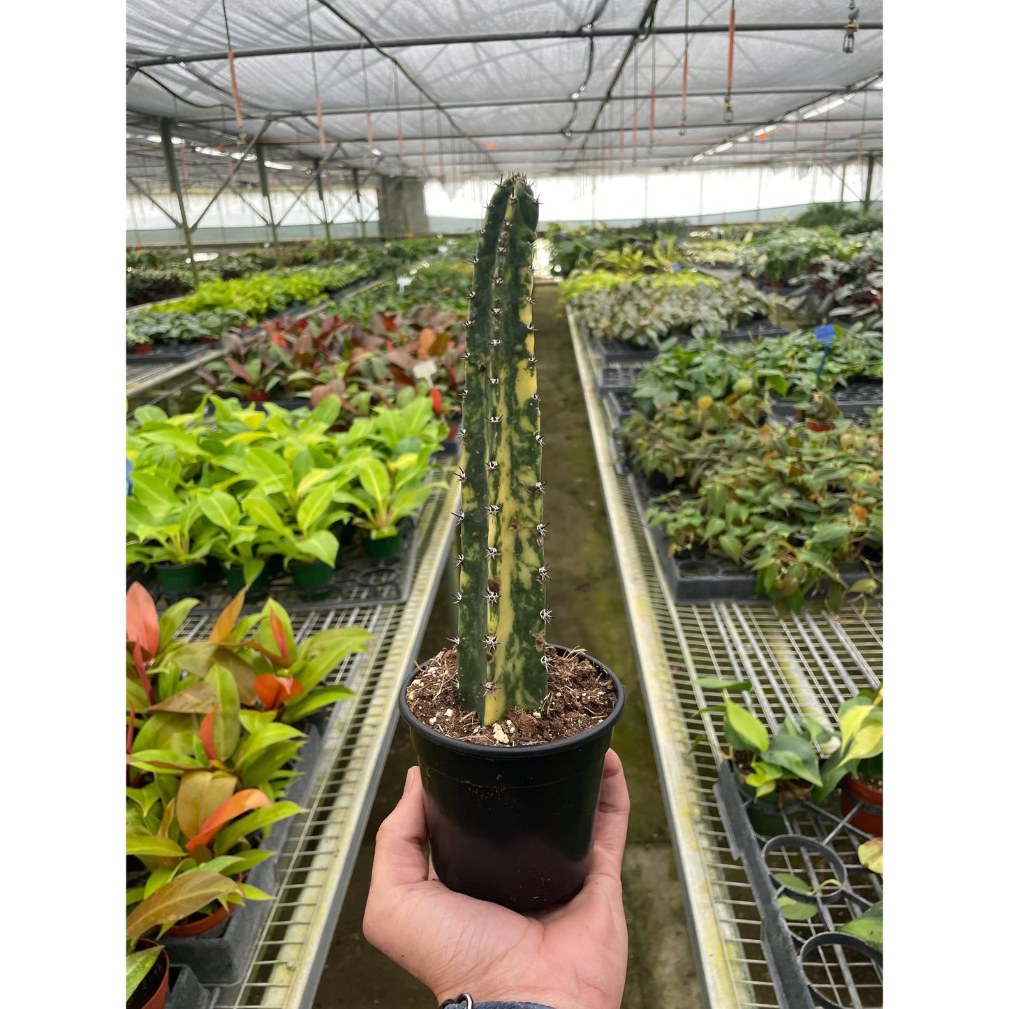 Cactus 'Variegated Blue Candle' House Plant Shop Botani Haven