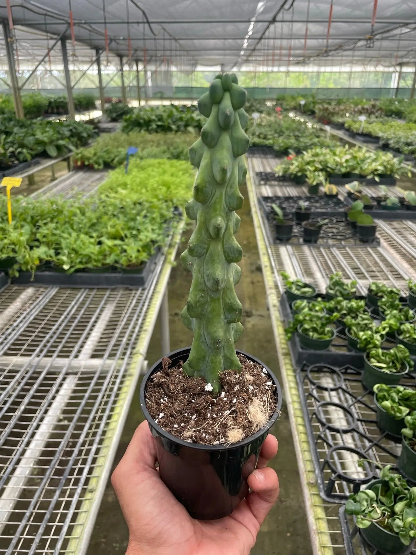 Cactus 'Boobie' House Plant Dropship Botani Haven