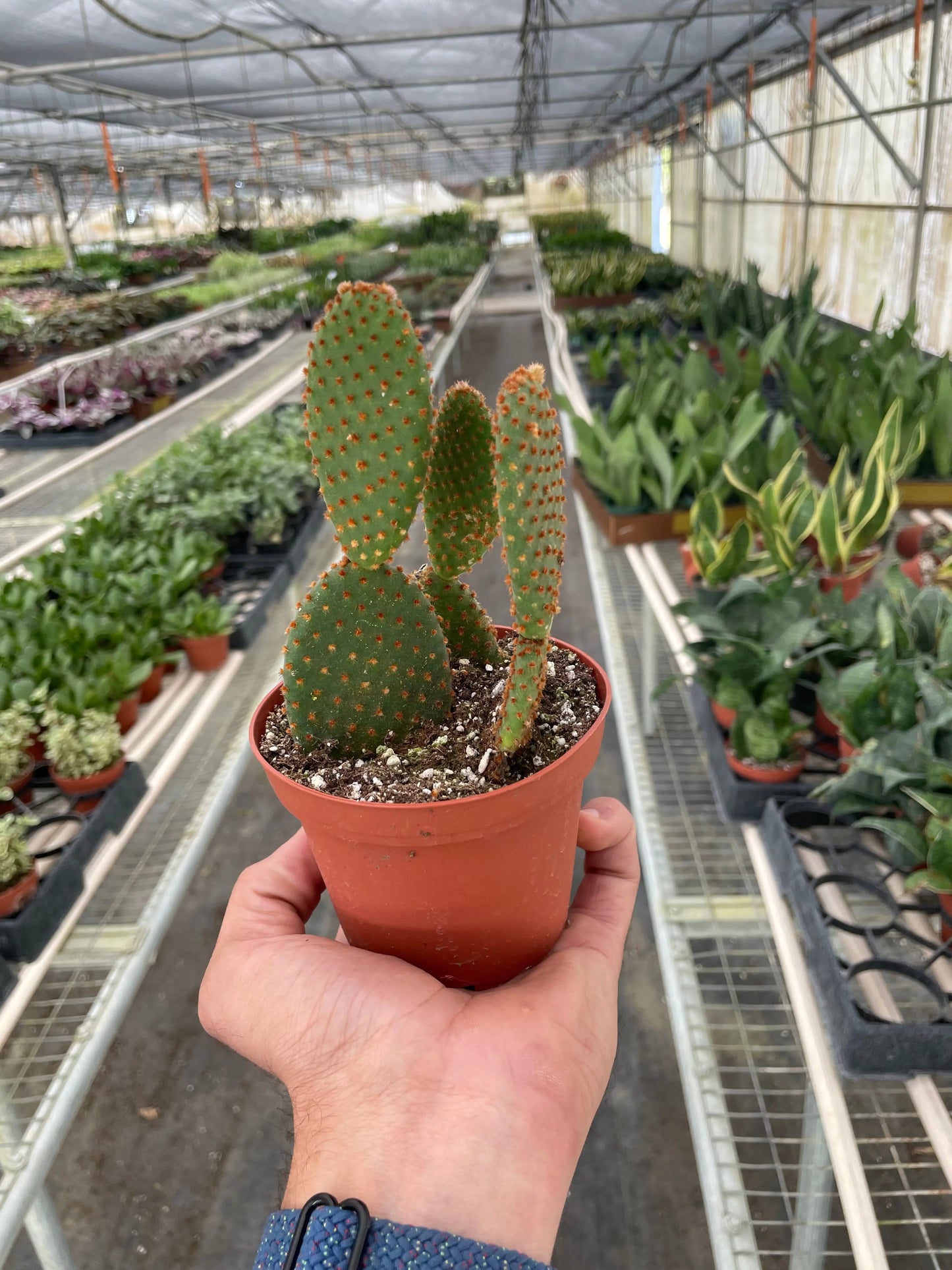 Catus Opuntia 'Microdasys' (Bunny Ear Cactus) House Plant Dropship Botani Haven