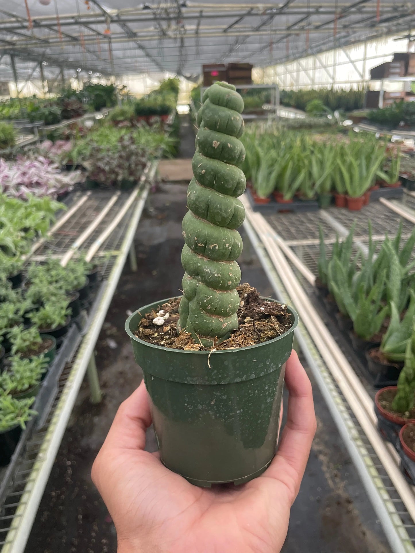 Succulent 'Unicorn Cactus' House Plant Dropship Botani Haven
