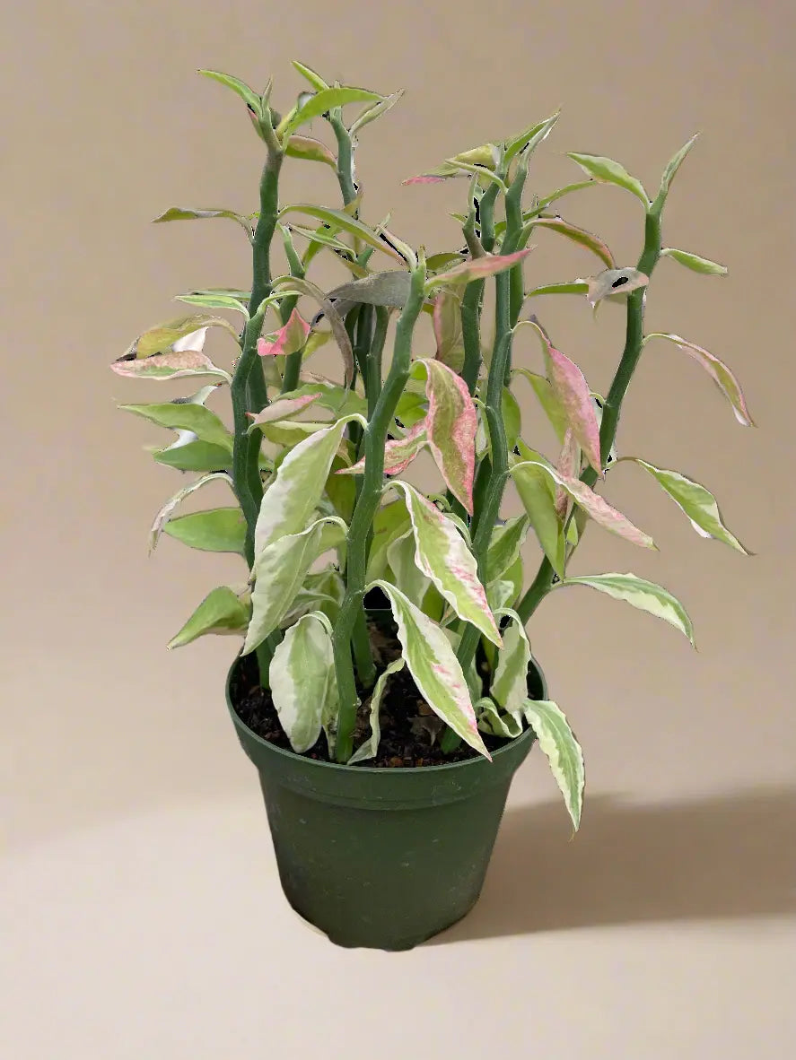 Euphorbia 'Variegated Devil's Backbone' House Plant Dropship Botani Haven