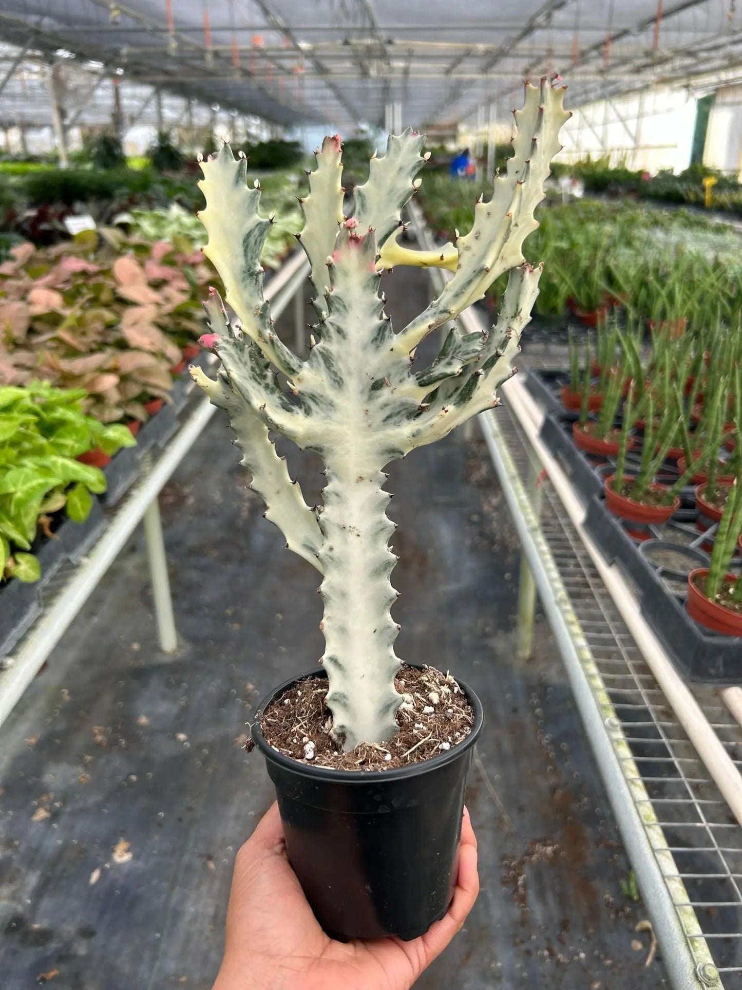 Succulent Euphorbia 'Dragon Bone' House Plant Dropship Botani Haven