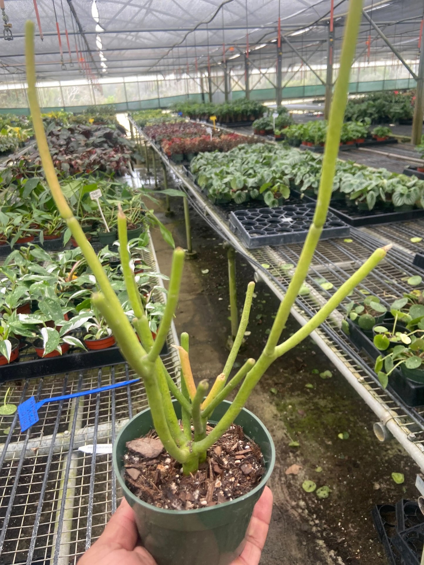 Euphorbia 'Pencil Cactus' House Plant Dropship Botani Haven
