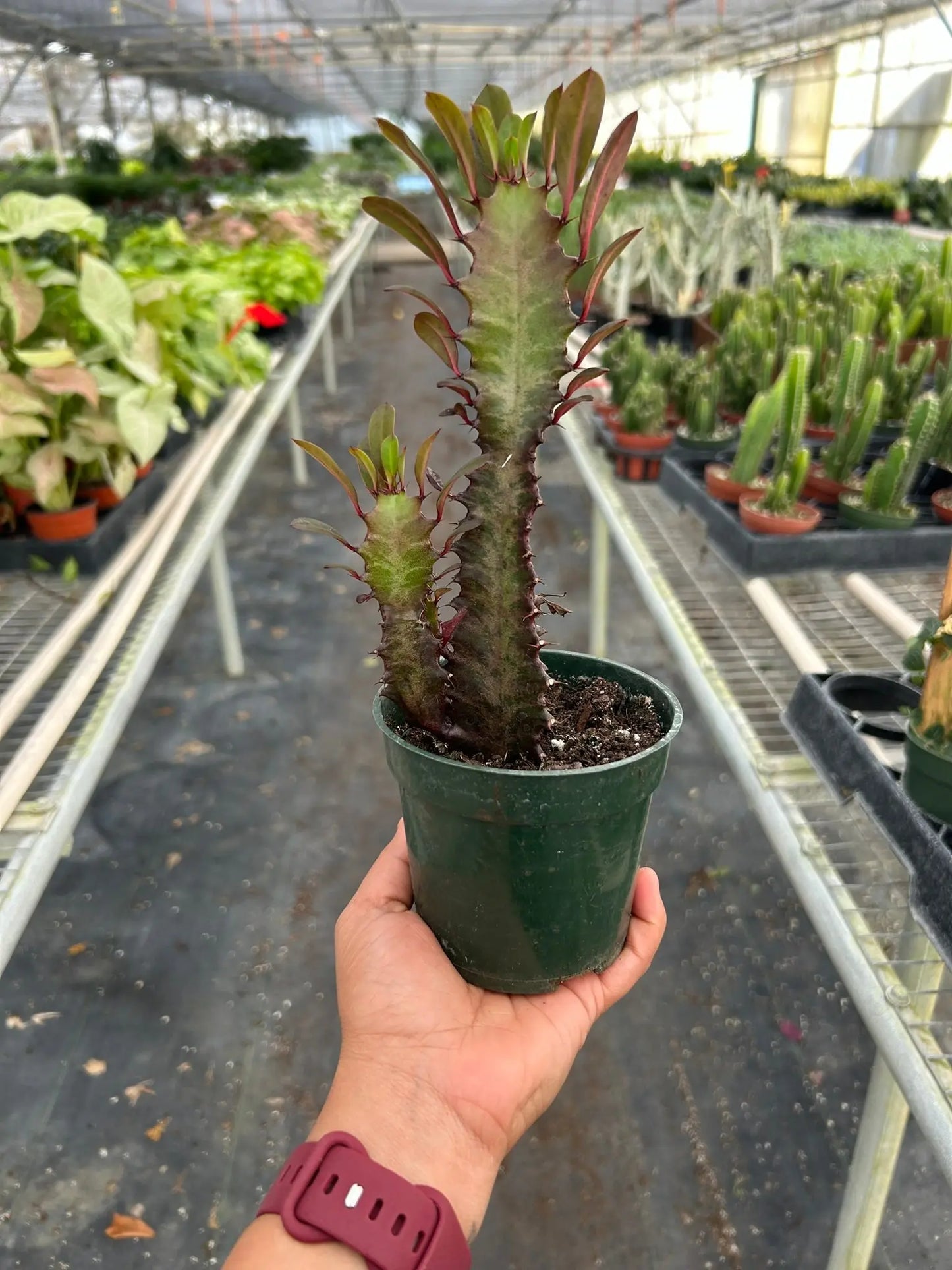 Succulent Euphorbia 'Trigona Rubra' House Plant Dropship Botani Haven