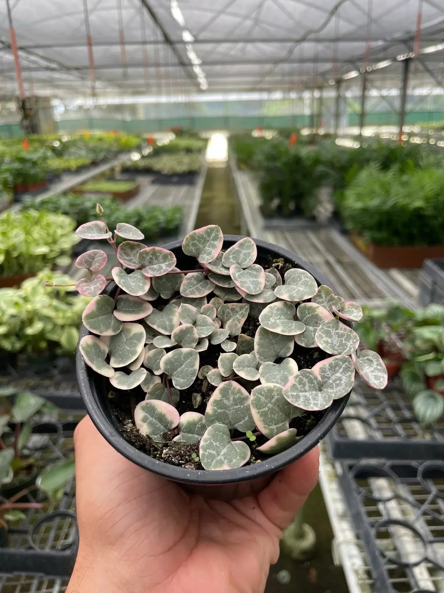 String of Hearts Variegated House Plant Dropship Botani Haven
