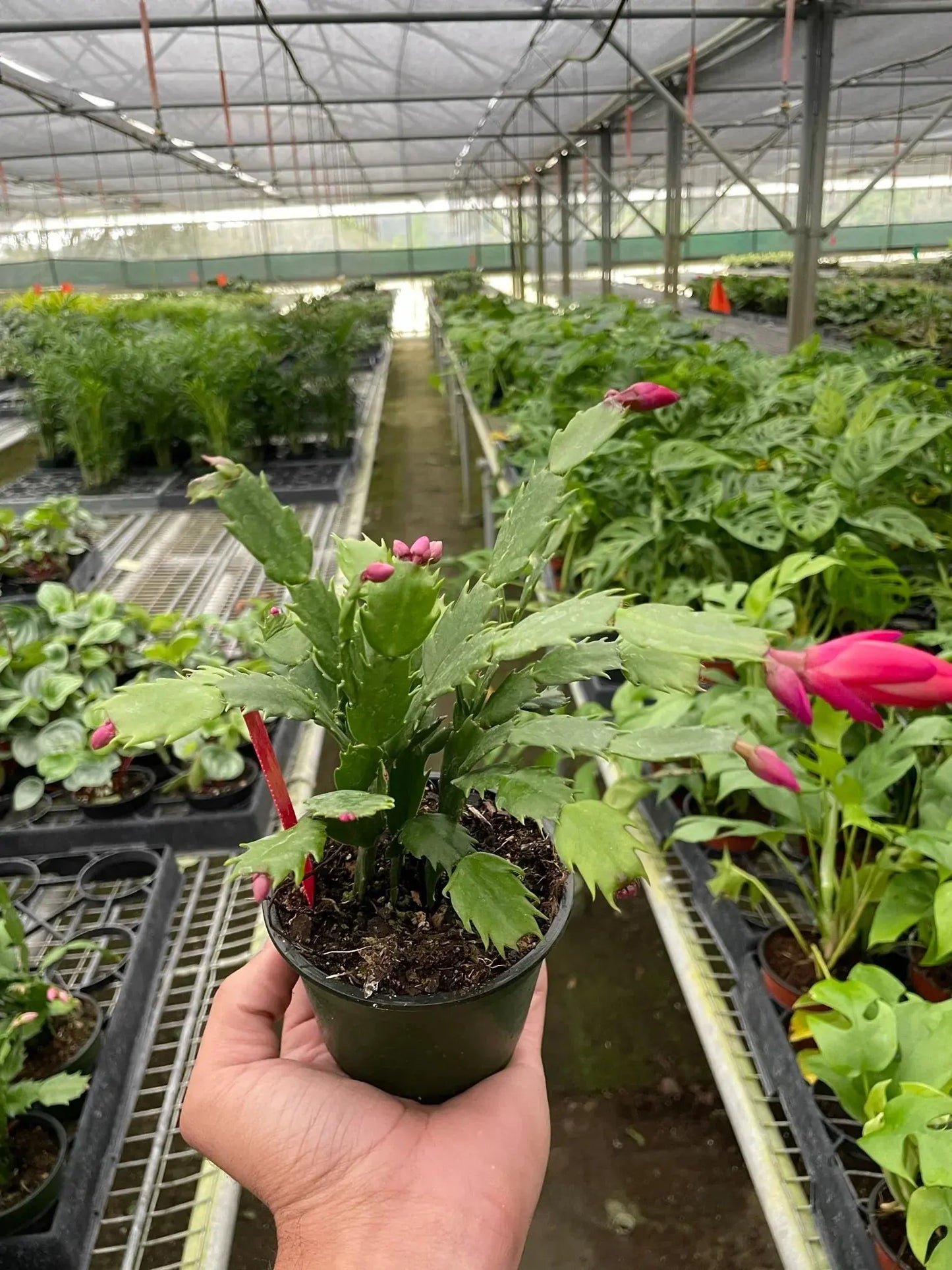Zygocactus 'Christmas Cactus' House Plant Dropship Botani Haven