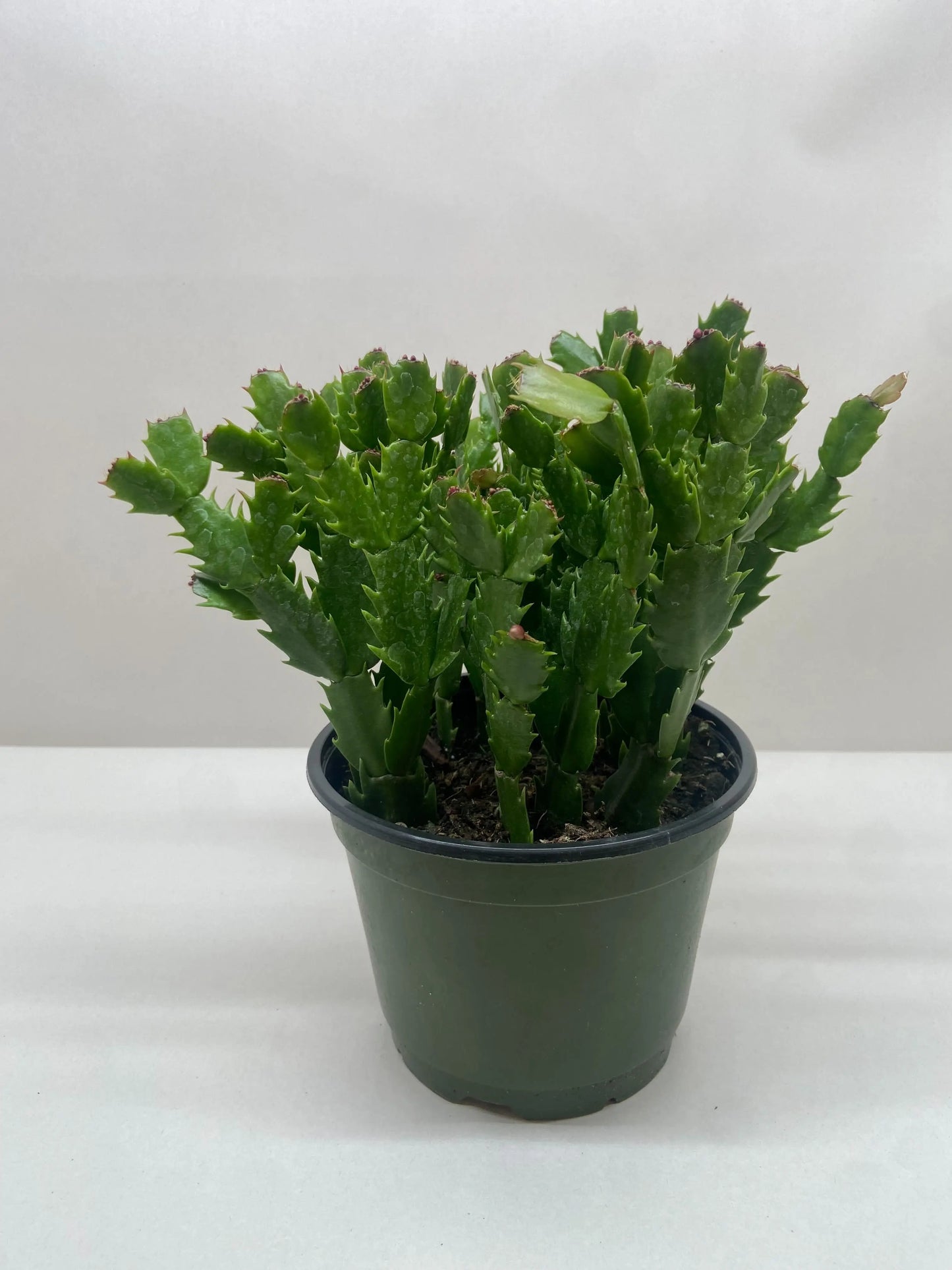 Zygocactus 'Christmas Cactus' House Plant Dropship Botani Haven