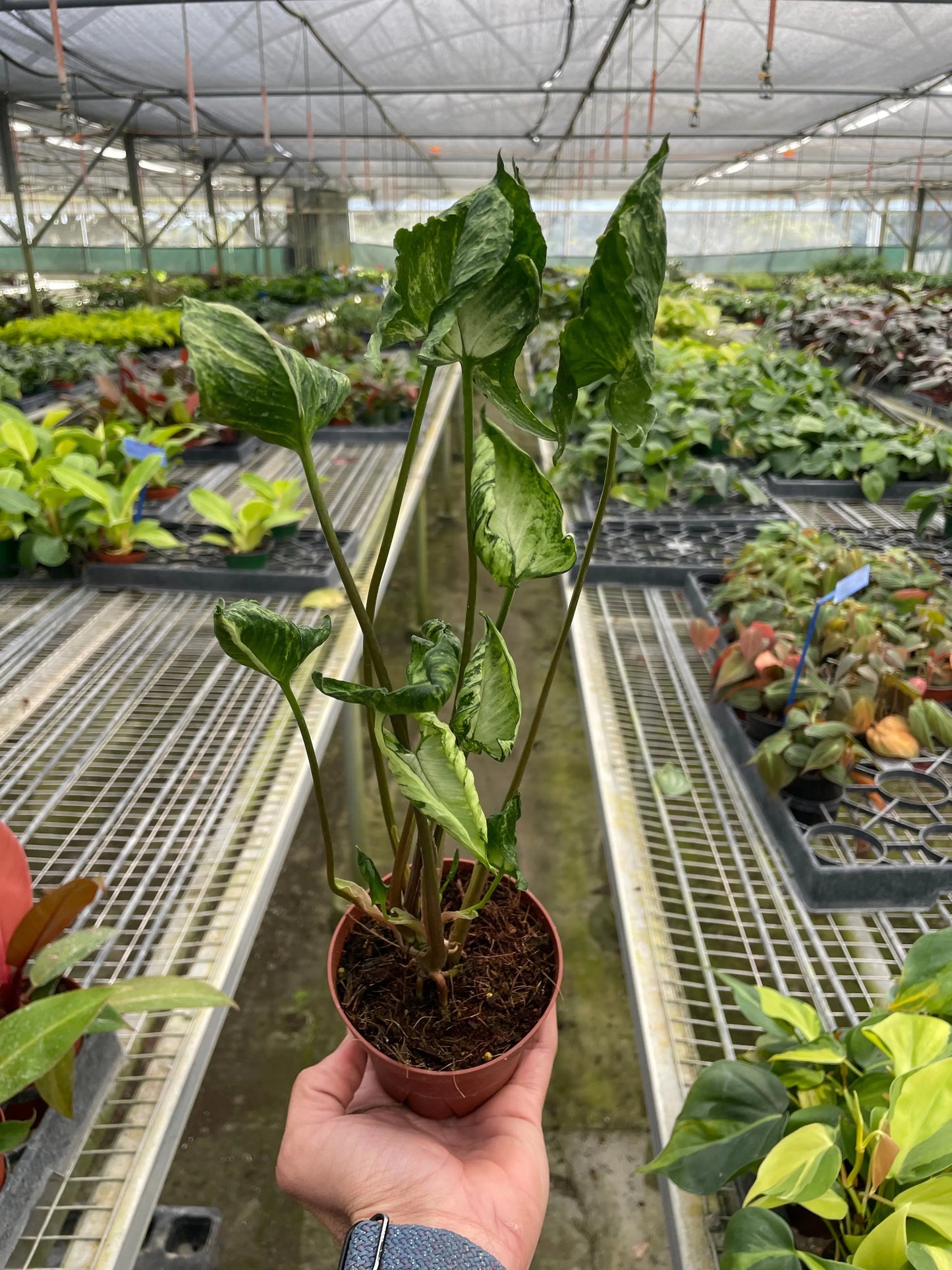 Syngonium 'Godzilla' House Plant Dropship Botani Haven
