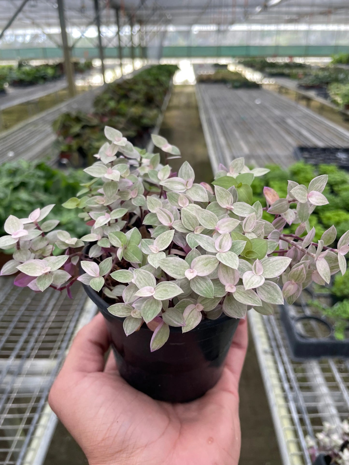 Tradescantia Callisia 'Pink Panther' House Plant Dropship Botani Haven