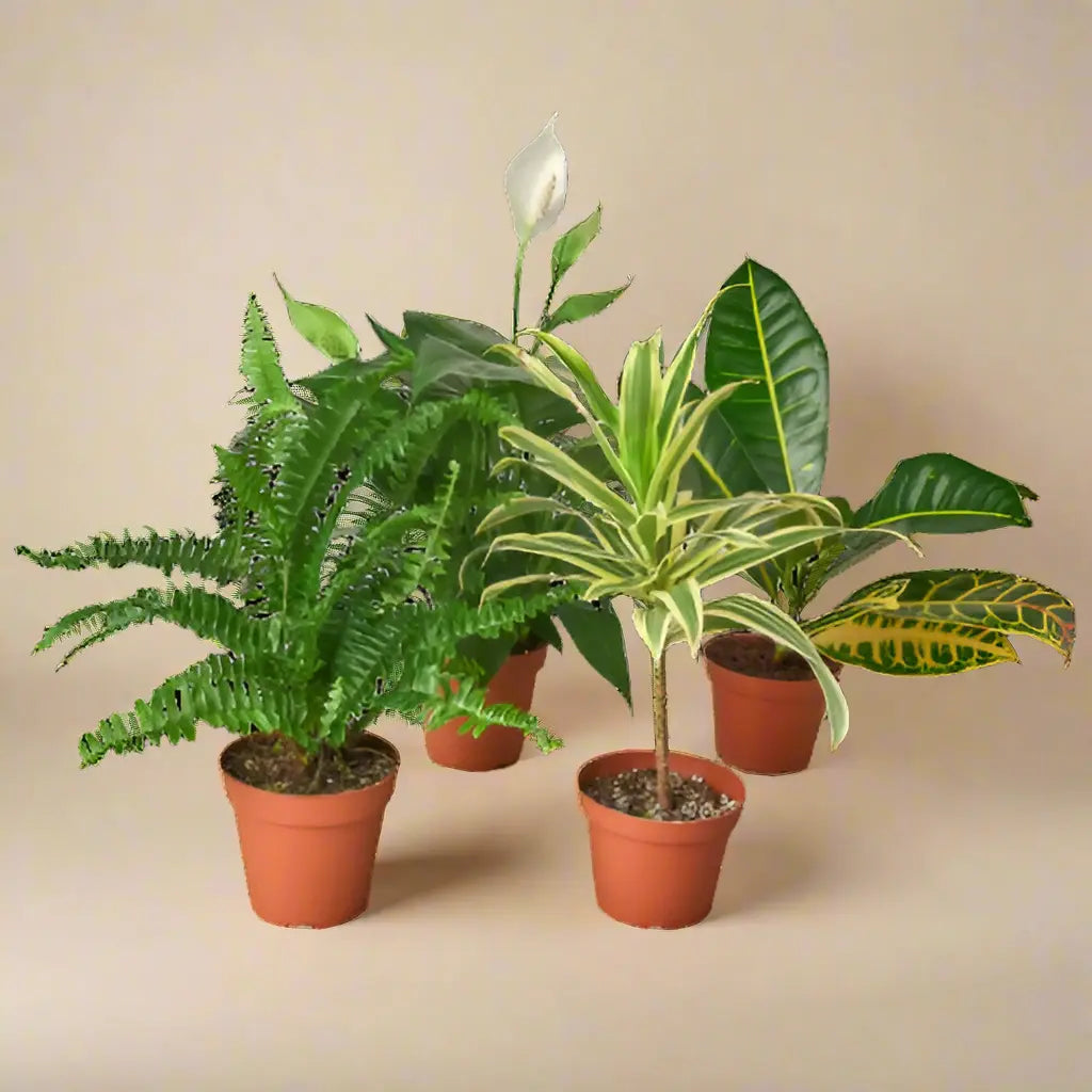 2 Air Purifying Plants Variety Pack 3" Pots House Plant Dropship Botani Haven