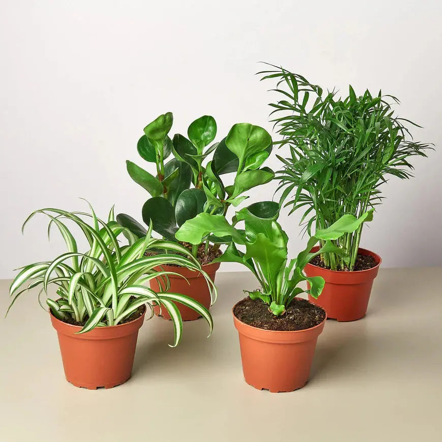 4 Pet Friendly Plants Variety Pack 3" Pots House Plant Dropship Botani Haven