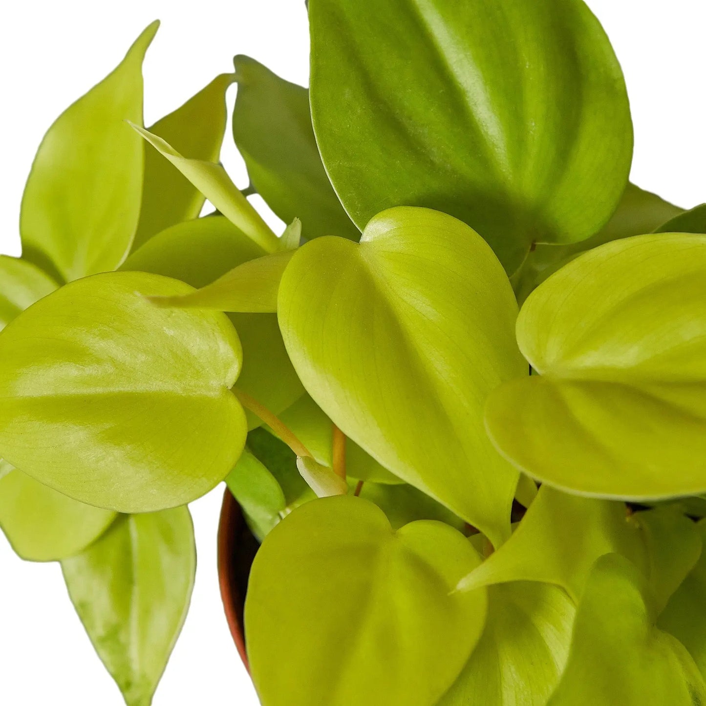 Philodendron 'Neon' House Plant Dropship Botani Haven