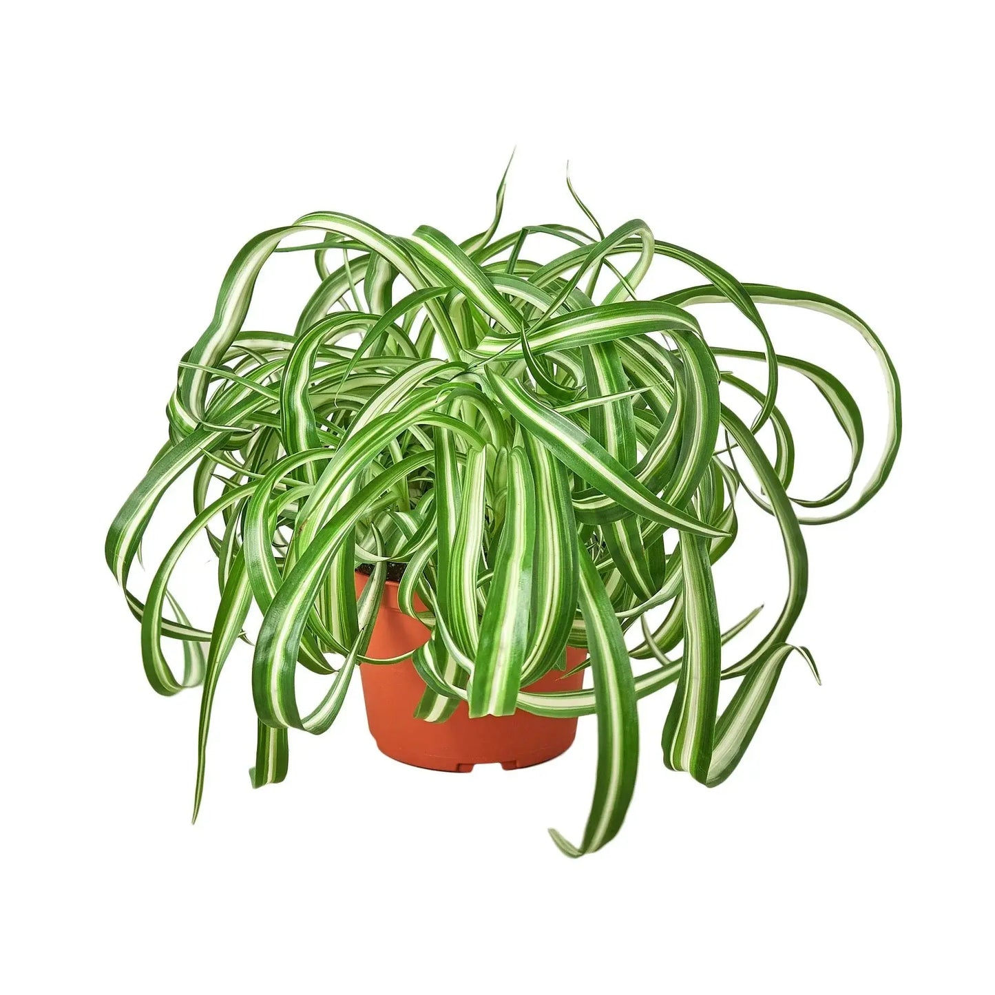 Spider Plant 'Bonnie' House Plant Dropship Botani Haven