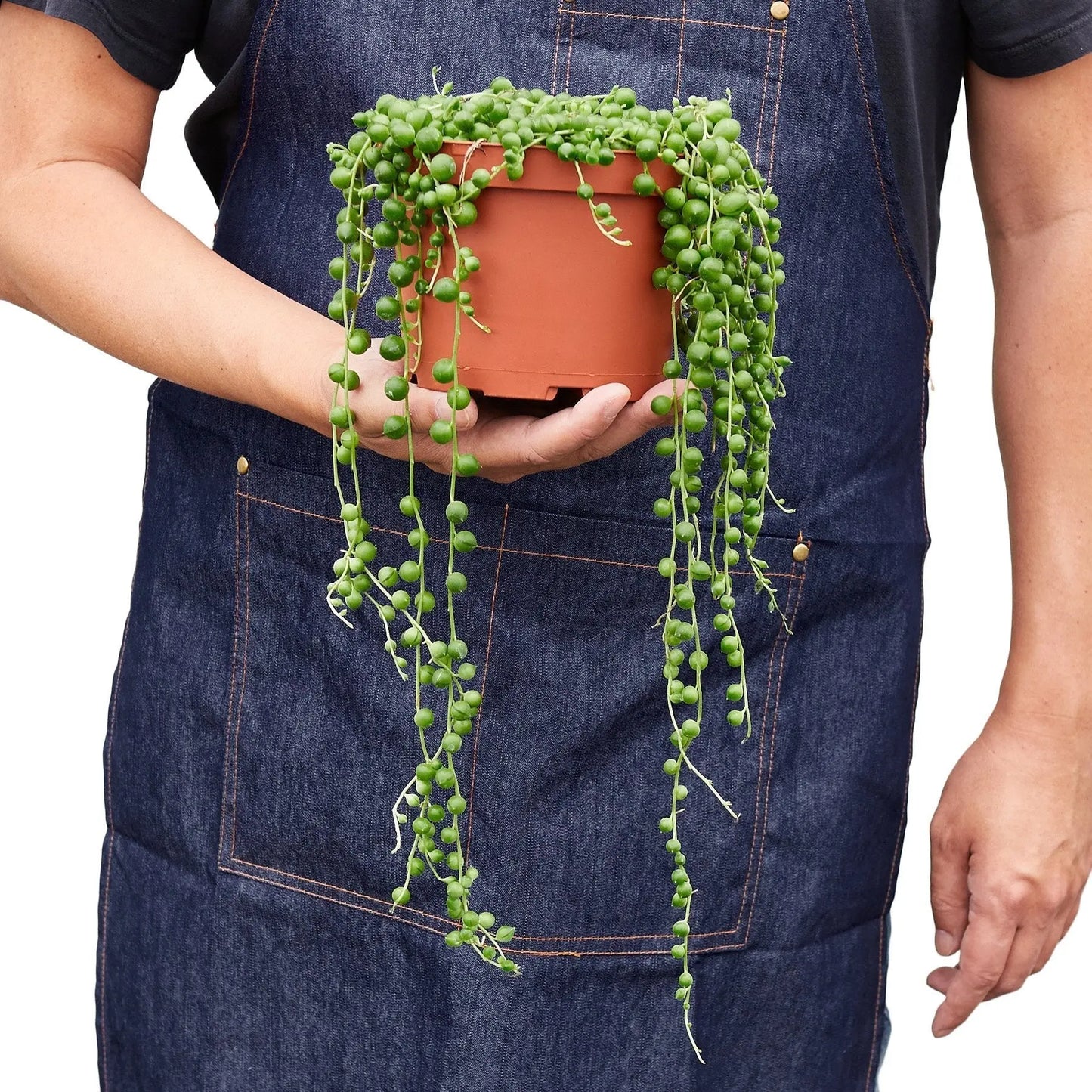 Succulent 'String of Pearls' House Plant Dropship Botani Haven