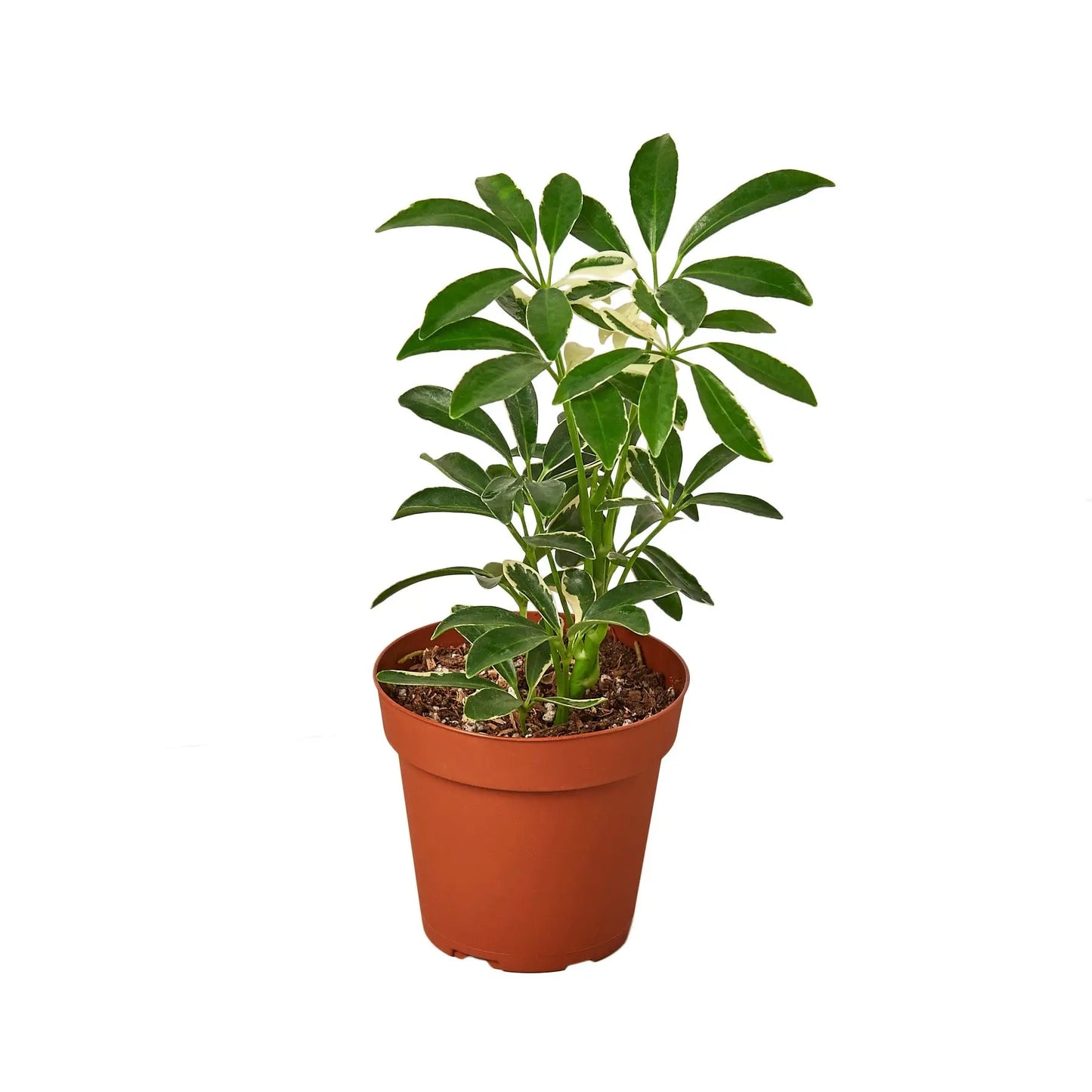 Schefflera Moonlight 'Umbrella Plant' House Plant Dropship Botani Haven