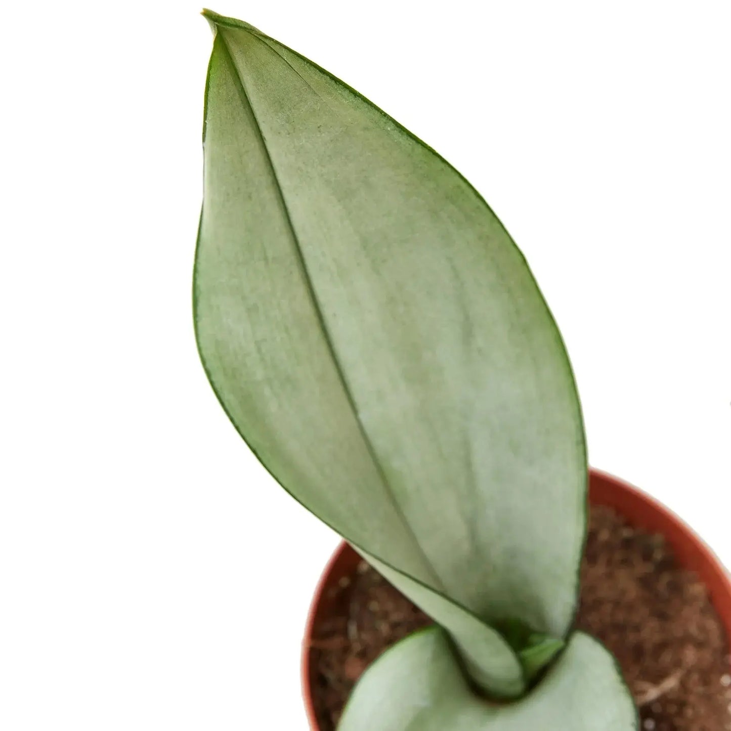 Snake Plant 'Moonshine' House Plant Dropship Botani Haven