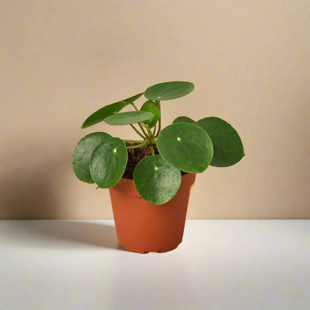Pilea Peperomioides 'Chinese Money' House Plant Dropship Botani Haven