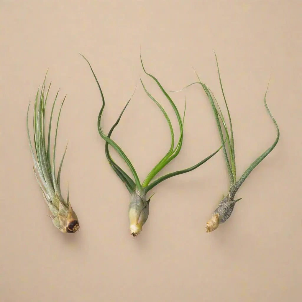 3 Large Tillandsia Air Plant Variety Pack House Plant Dropship Botani Haven